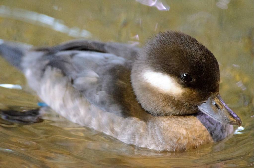 Duckling by Johnath is licensed under CC BY 2.0